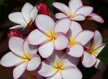 (image for) Plumeria Rubra Camra 6 Seeds - Click Image to Close